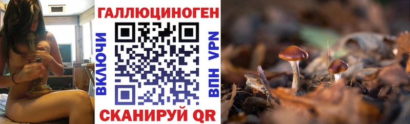 Галлюциногенные грибы Psilocybine cubensis  Сафоново 